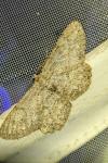 Hypomecis punctinalis
