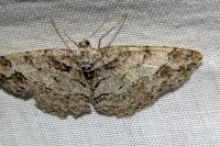 Paradarisa consonaria