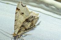 Macaria notata
