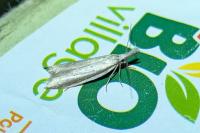 Pleurota bicostella