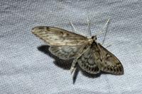 Anania lancealis