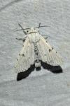 Acronicta leporina