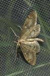 Anania lancealis