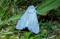 Acronicta leporina