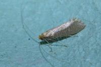 Nematopogon swammerdamella swammerdamella