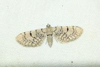 Eupithecia venosata