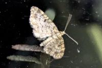 Eupithecia tantillaria