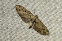 Eupithecia exiguata