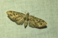 Eupithecia exiguata