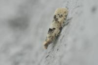 Epinotia bilunana