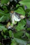 Phalera bucephala