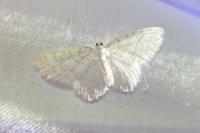 Asthena albulata