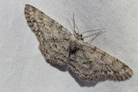 Hypomecis punctinalis