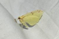 Opisthograptis luteolata