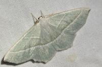 Campaea margaritaria
