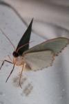 Hemithea aestivaria