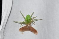 Hylaea fasciaria