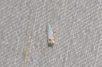 Leucoptera spartifoliella
