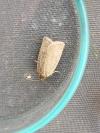 Aphelia viburnana