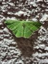 Chlorissa viridata