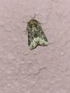Oligia strigilis/versicolor/latruncula