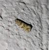Celypha rivulana