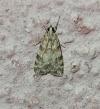 Scoparia ambigualis/basistrigalis