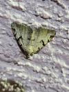 Macaria wauaria