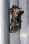 Abrostola tripartita