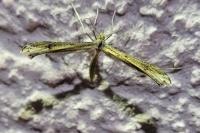 Stenoptilia