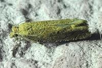 Eucosma