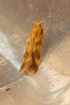Mirificarma flavella