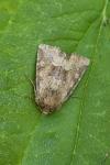 Oligia fasciuncula