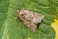 Oligia fasciuncula