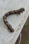 Lycia hirtaria