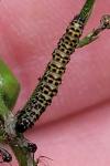 Cucullia scrophulariae
