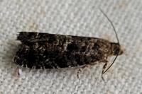 Epinotia nanana