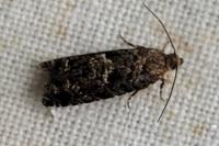 Epinotia nanana