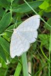Scopula ternata