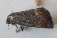 Photedes captiuncula