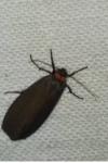 Atolmis rubricollis