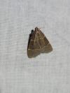 Hypsopygia glaucinalis