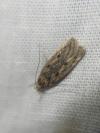Hofmannophila pseudospretella