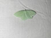 Hemistola chrysoprasaria