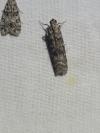 Dioryctria