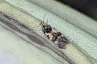 Teleiodes flavimaculella