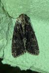 Apamea monoglypha monoglypha