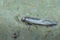 Thiotricha subocellea