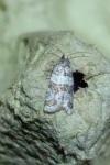 Isotrias rectifasciana