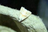 Eublemma parva